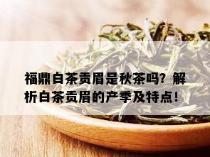 福鼎白茶贡眉是秋茶吗？解析白茶贡眉的产季及特点！