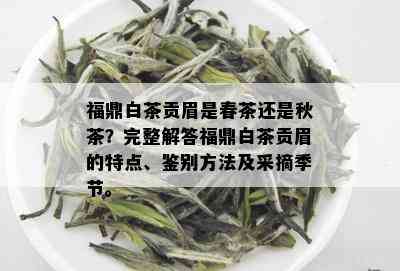 福鼎白茶贡眉是春茶还是秋茶？完整解答福鼎白茶贡眉的特点、鉴别方法及采摘季节。