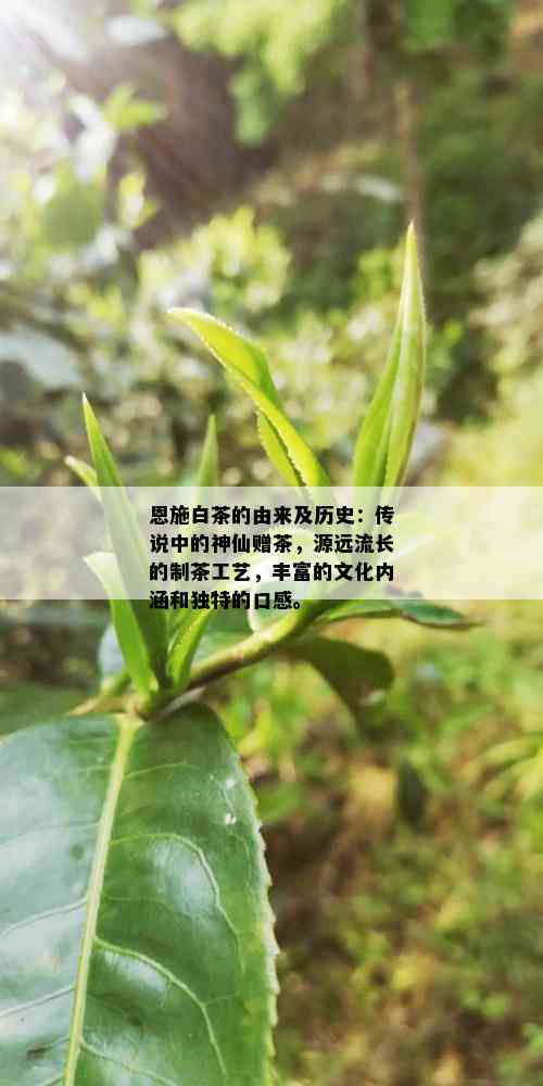 恩施白茶的由来及历史：传说中的神仙赠茶，源远流长的制茶工艺，丰富的文化内涵和独特的口感。