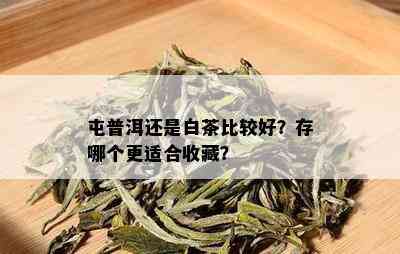 屯普洱还是白茶比较好？存哪个更适合收藏？