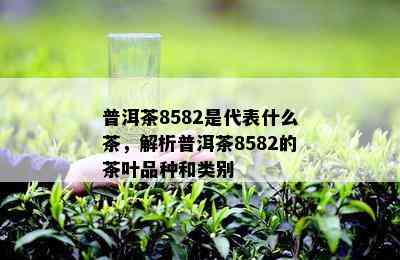 普洱茶8582是代表什么茶，解析普洱茶8582的茶叶品种和类别