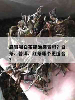 感冒喝白茶能治感冒吗？白茶、普洱、红茶哪个更适合？