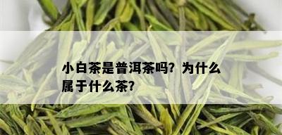 小白茶是普洱茶吗？为什么属于什么茶？