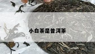 小白茶是普洱茶