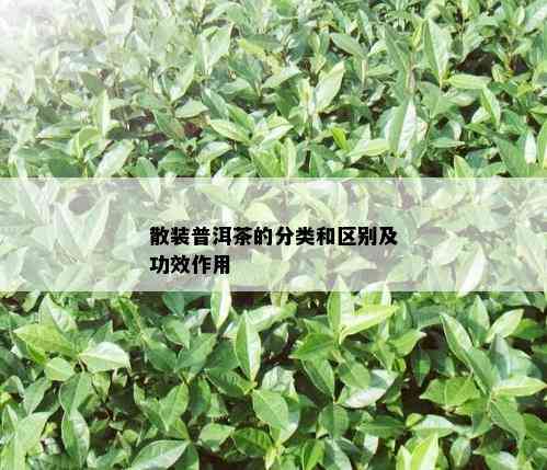 散装普洱茶的分类和区别及功效作用