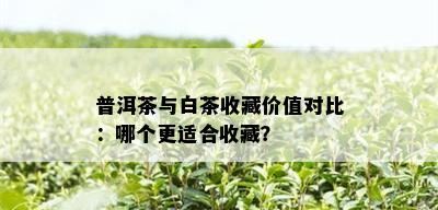 普洱茶与白茶收藏价值对比：哪个更适合收藏？