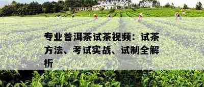 专业普洱茶试茶视频：试茶方法、考试实战、试制全解析