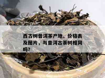 西古树普洱茶产地、价格表及图片，与普洱古茶树相同吗？