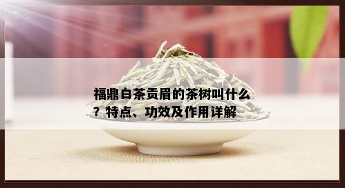 福鼎白茶贡眉的茶树叫什么？特点、功效及作用详解