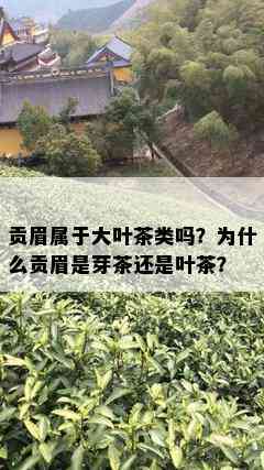 贡眉属于大叶茶类吗？为什么贡眉是芽茶还是叶茶？