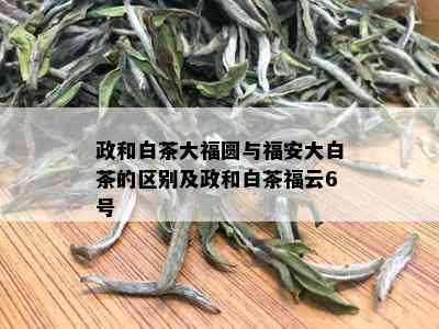 政和白茶大福圆与福安大白茶的区别及政和白茶福云6号