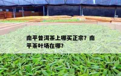 南平普洱茶上哪买正宗？南平茶叶场在哪？