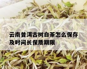 云南普洱古树白茶怎么保存及时间长保质期限