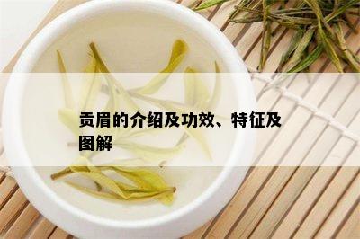 贡眉的介绍及功效、特征及图解