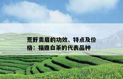 荒野贡眉的功效、特点及价格：福鼎白茶的代表品种