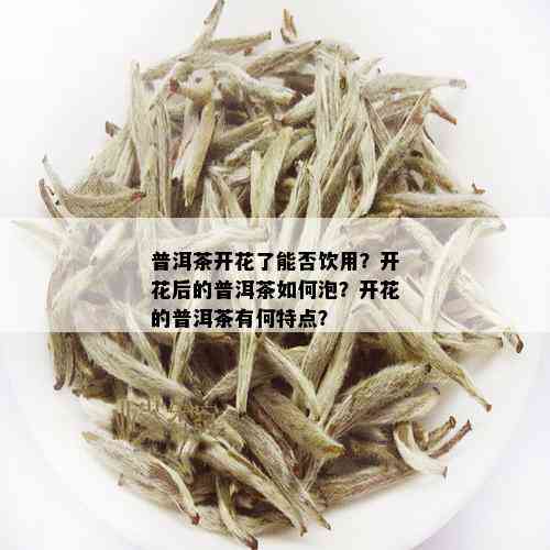 普洱茶开花了能否饮用？开花后的普洱茶如何泡？开花的普洱茶有何特点？