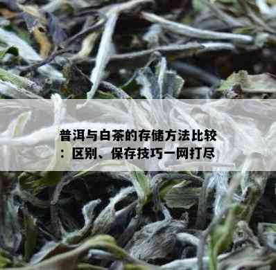 普洱与白茶的存储方法比较：区别、保存技巧一网打尽