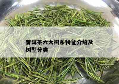 普洱茶六大树系特征介绍及树型分类