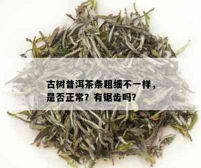 古树普洱茶条粗细不一样，是否正常？有锯齿吗？