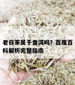 老白茶属于普洱吗？百度百科解析完整指南