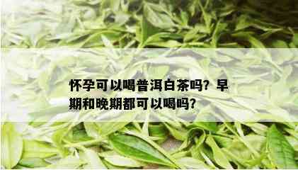 怀孕可以喝普洱白茶吗？早期和晚期都可以喝吗？