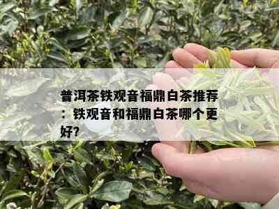 普洱茶铁观音福鼎白茶推荐：铁观音和福鼎白茶哪个更好？