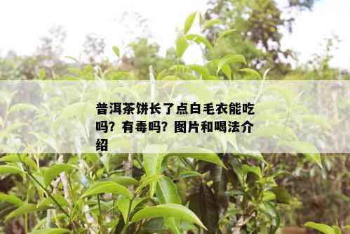 普洱茶饼长了点白毛衣能吃吗？有吗？图片和喝法介绍