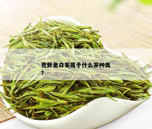 荒野老白茶属于什么茶种类？