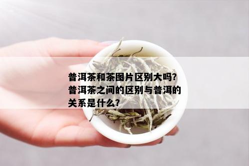 普洱茶和茶图片区别大吗？普洱茶之间的区别与普洱的关系是什么？