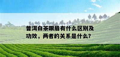 普洱白茶跟眉有什么区别及功效，两者的关系是什么？