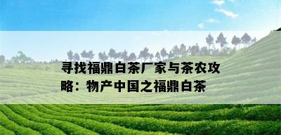 寻找福鼎白茶厂家与茶农攻略：物产中国之福鼎白茶