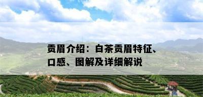 贡眉介绍：白茶贡眉特征、口感、图解及详细解说