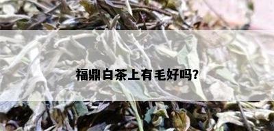 福鼎白茶上有毛好吗？