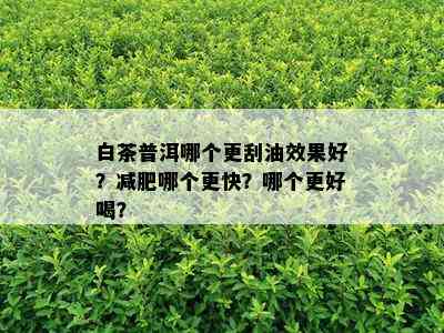 白茶普洱哪个更刮油效果好？减肥哪个更快？哪个更好喝？