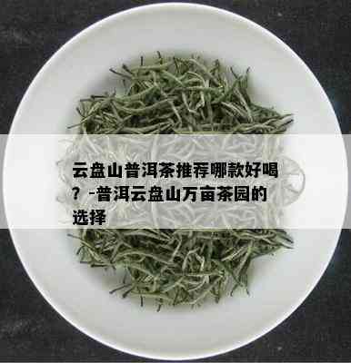 云盘山普洱茶推荐哪款好喝？-普洱云盘山万亩茶园的选择