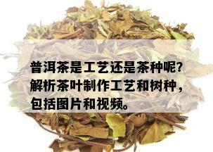 普洱茶是工艺还是茶种呢？解析茶叶制作工艺和树种，包括图片和视频。