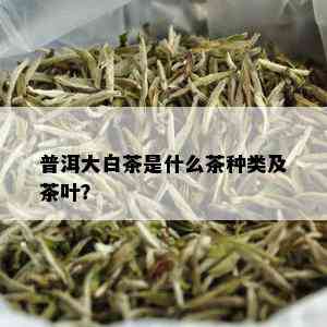 普洱大白茶是什么茶种类及茶叶？