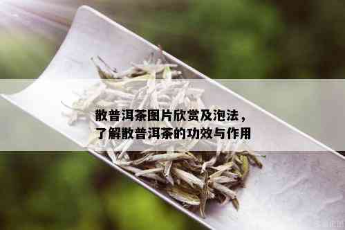 散普洱茶图片欣赏及泡法，了解散普洱茶的功效与作用