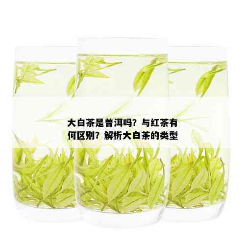 大白茶是普洱吗？与红茶有何区别？解析大白茶的类型