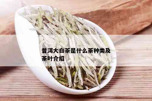 普洱大白茶是什么茶种类及茶叶介绍