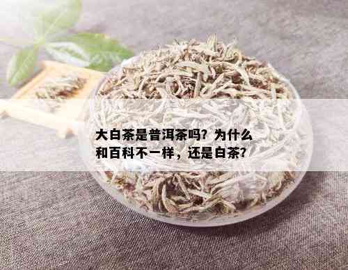 大白茶是普洱茶吗？为什么和百科不一样，还是白茶？