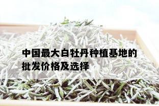 中国更大白牡丹种植基地的批发价格及选择