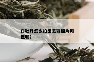 白牡丹怎么拍出美丽照片和视频？