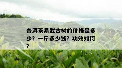 普洱茶易武古树的价格是多少？一斤多少钱？功效如何？