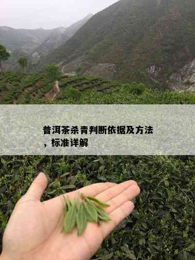 普洱茶杀青判断依据及方法，标准详解