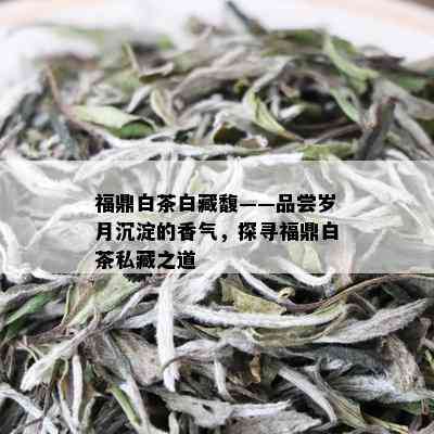 福鼎白茶白藏馥——品尝岁月沉淀的香气，探寻福鼎白茶私藏之道