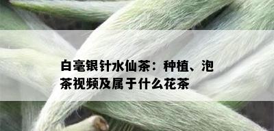 白毫银针水仙茶：种植、泡茶视频及属于什么花茶