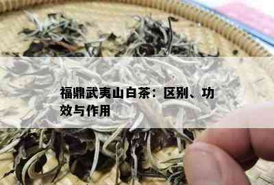 福鼎武夷山白茶：区别、功效与作用