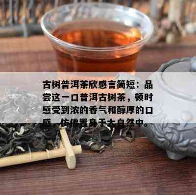 古树普洱茶欣感言简短：品尝这一口普洱古树茶，顿时感受到浓的香气和醇厚的口感，仿佛置身于大自然中。