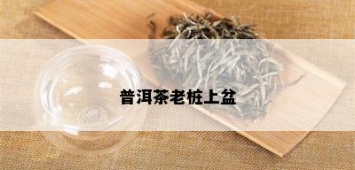 普洱茶老桩上盆